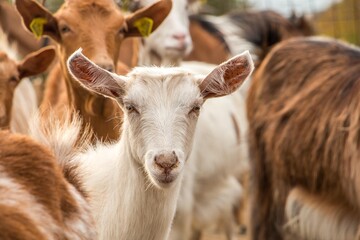 Goat farming. Domestic goats on a farm