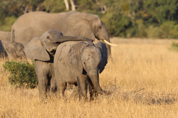 Naklejka na ściany i meble Afrikanischer Elefant / African elephant / Loxodonta africana.