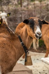 Goat farming. Domestic goats on a farm