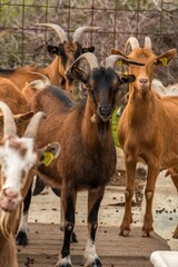 Goat farming. Domestic goats on a farm