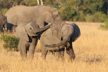 Obraz premium Afrikanischer Elefant / African elephant / Loxodonta africana.