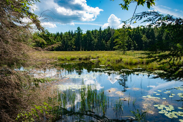 Beautiful Pond