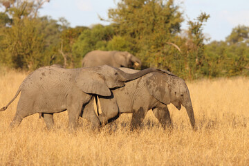 Afrikanischer Elefant / African elephant / Loxodonta africana.