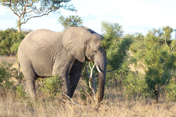 Fototapeta premium Afrikanischer Elefant / African elephant / Loxodonta africana