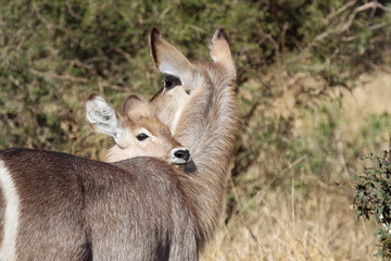 Wasserbock / Waterbuck / Kobus ellipsiprymnus