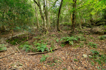 深い深い森の中のイメージ素材