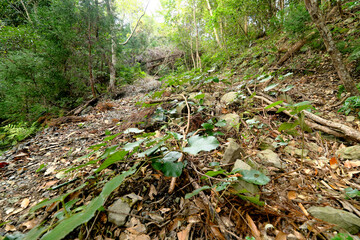 急斜面の山登り