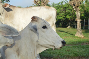 El porte de una buena vaca
