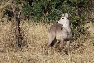 Wasserbock / Waterbuck / Kobus ellipsiprymnus