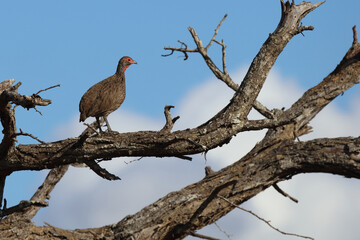 Swainsonfrankolin / Swainson's Francolin or Swainson's spurfowl / Francolinus swainsonii.