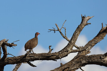 Swainsonfrankolin / Swainson's Francolin or Swainson's spurfowl / Francolinus swainsonii.