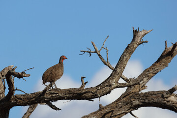 Swainsonfrankolin / Swainson's Francolin or Swainson's spurfowl / Francolinus swainsonii.