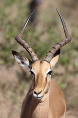 Schwarzfersenantilope / Impala / Aepyceros melampus