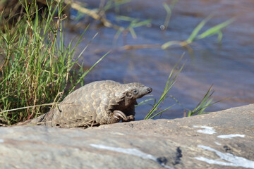 Steppenschuppentier / Ground pangolin or Cape pangolin/ Smutsia temminckii