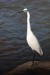 Seidenreiher / Little Egret / Egretta garzetta