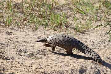 Steppenschuppentier / Ground pangolin or Cape pangolin/ Smutsia temminckii