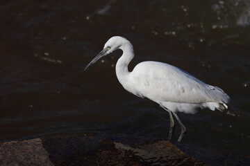 Seidenreiher / Little Egret / Egretta garzetta