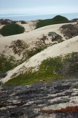 Fototapeta na wymiar Monterey Dunes