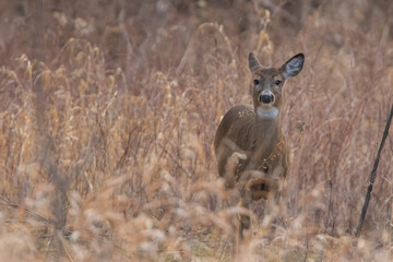 Female white-tailed deer in autumn	