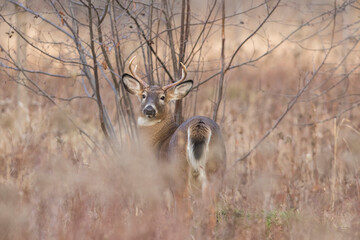 Buck white-tailed deer in autumn
