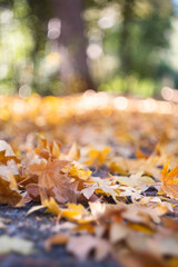 autumn leaves in the forest