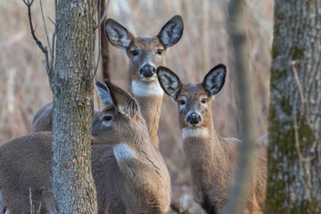 Female and babies white-tailed deer in autumn