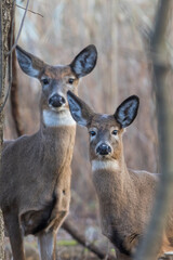 Naklejka na ściany i meble Female and babies white-tailed deer in autumn
