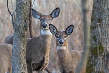 Naklejka na ściany i meble Female and babies white-tailed deer in autumn
