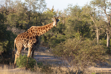 Giraffe / Giraffe / Giraffa Camelopardalis