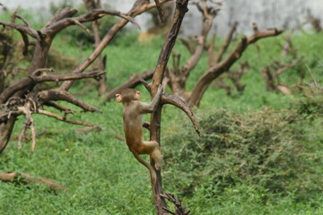 Monkey in the forest