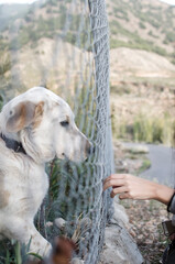 dog in a cage raises its paw and touches a human hand through a fence