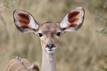 Großer Kudu / Greater Kudu / Tragelaphus strepsiceros.