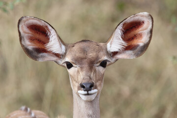 Großer Kudu / Greater Kudu / Tragelaphus strepsiceros.