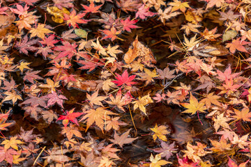 池の水面に落ちたもみじ