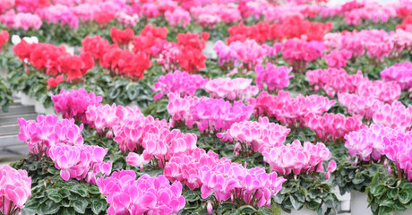 美しいシクラメンの行進