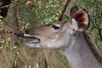 Großer Kudu / Greater Kudu / Tragelaphus strepsiceros.