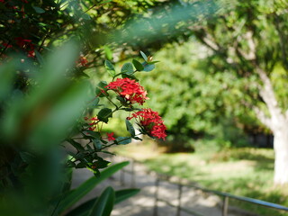 複数の赤い花、前ボケ