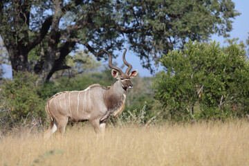 Großer Kudu / Greater Kudu / Tragelaphus strepsiceros.
