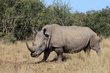Fototapeta premium Breitmaulnashorn / Square-lipped rhinoceros / Ceratotherium Simum