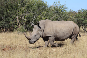 Obraz premium Breitmaulnashorn / Square-lipped rhinoceros / Ceratotherium Simum