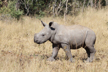 Obraz premium Breitmaulnashorn / Square-lipped Rhinoceros / Ceratotherium Simum