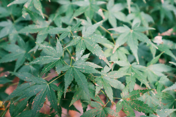 しっとりとした落ち着く緑色のカエデ