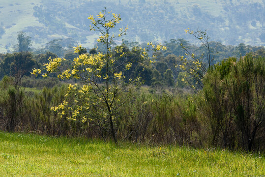 The Town of Dookie, Victoria, Australia in Spring