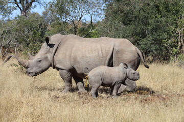 Breitmaulnashorn / Square-lipped Rhinoceros / Ceratotherium Simum