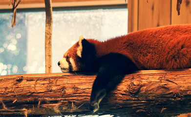 Lesser panda lying on a tree stump from the side
