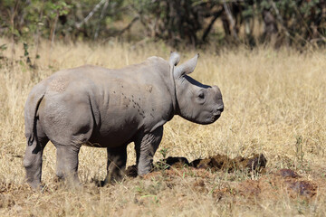 Fototapeta premium Breitmaulnashorn / Square-lipped Rhinoceros / Ceratotherium Simum