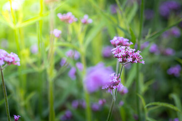 The background image of the colorful flowers