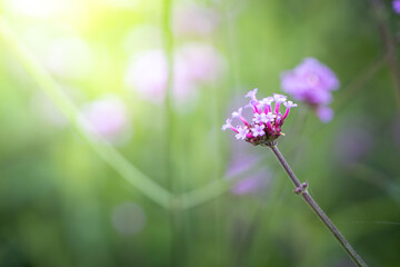The background image of the colorful flowers