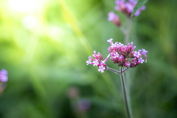 The background image of the colorful flowers