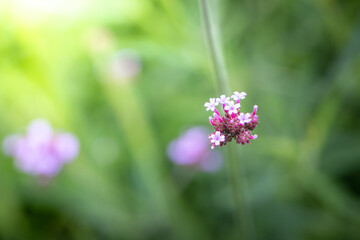 The background image of the colorful flowers